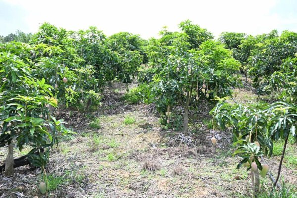 配资网app官方最新版本介绍 弥勒这里4.7万亩美味成熟! 要卖2000万元~
